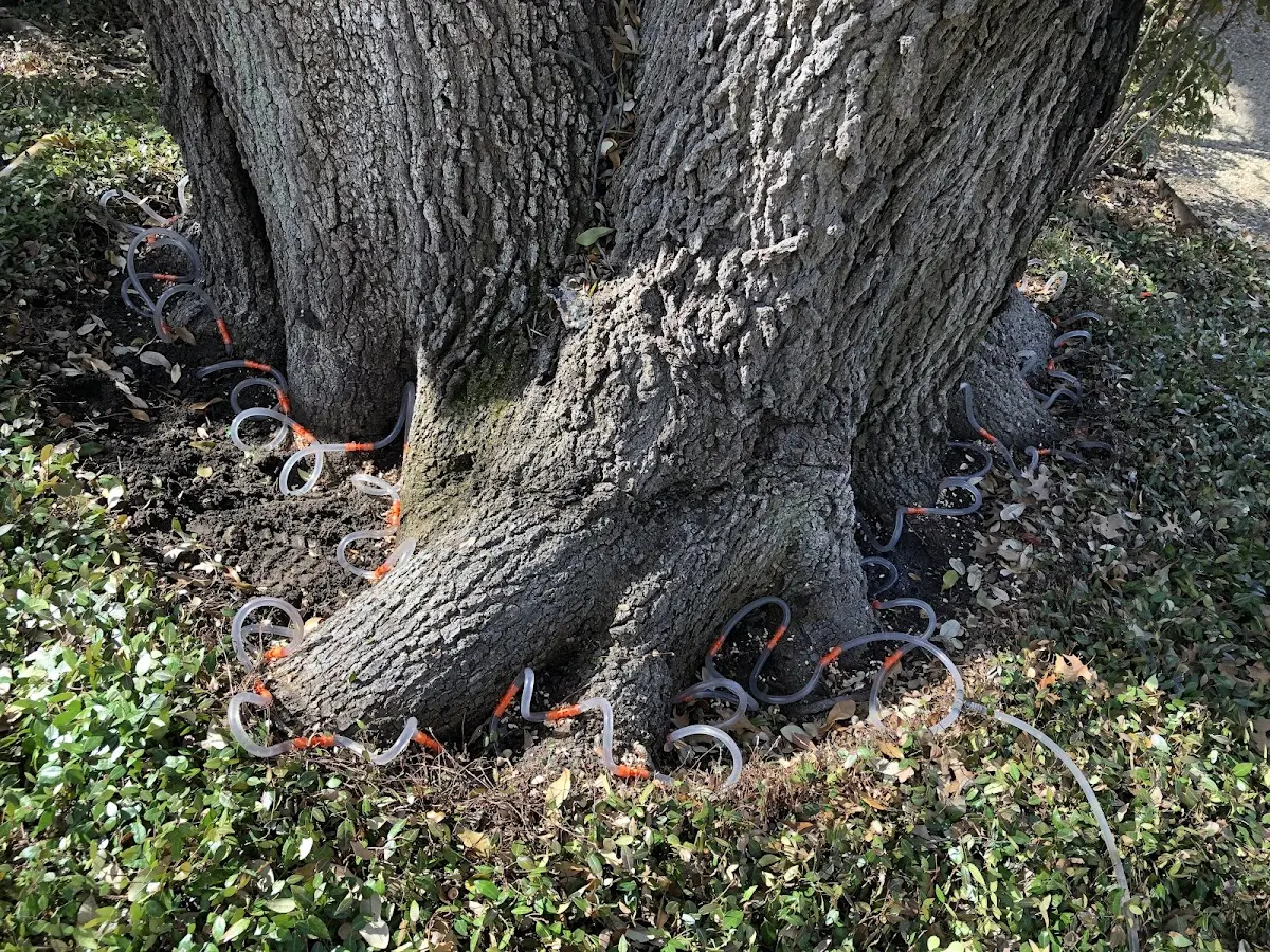 Detailed Tree Cabling and Bracing job site in Gustine