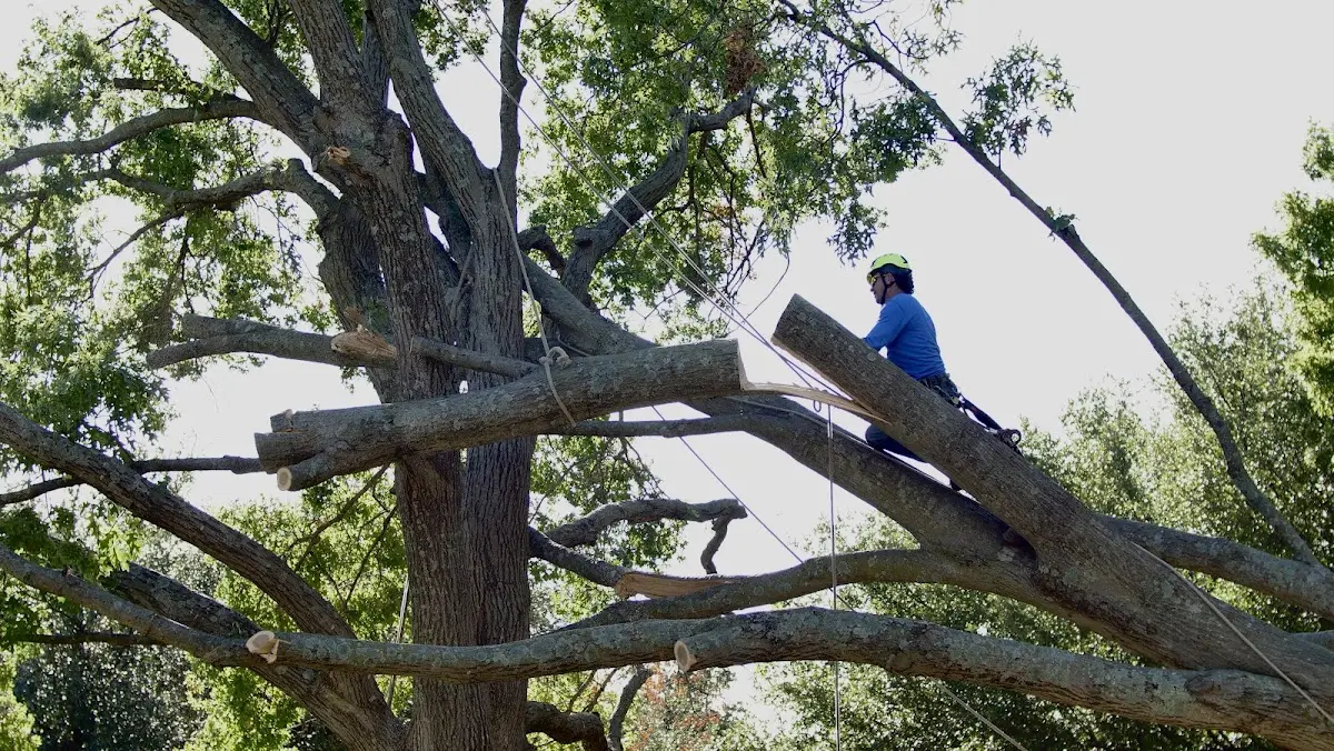 Professional Crown Thinning performed by certified arborists in Gustine