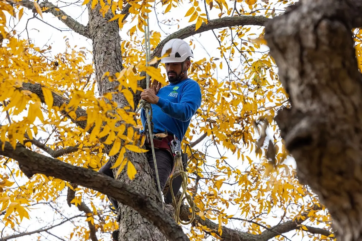 Skilled Storm Damage Cleanup crew working in Gustine